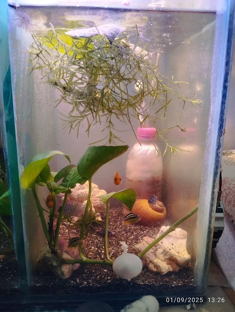 aquarium planted with fishes for sale 1