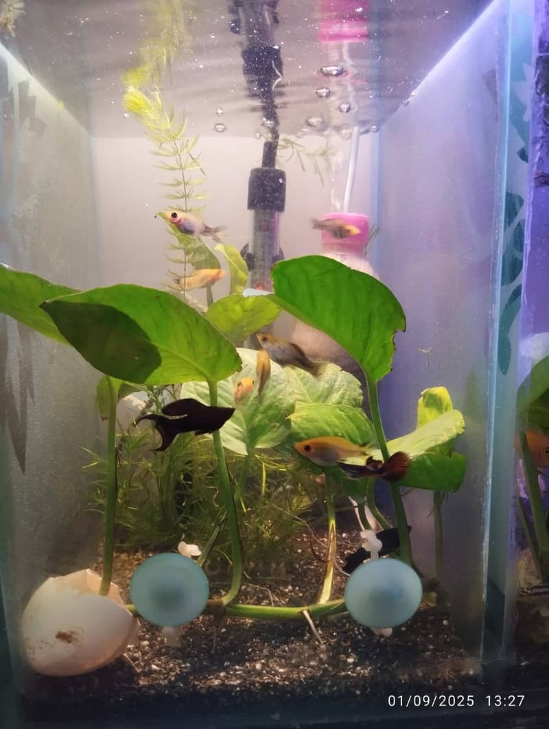 aquarium planted with fishes for sale 2