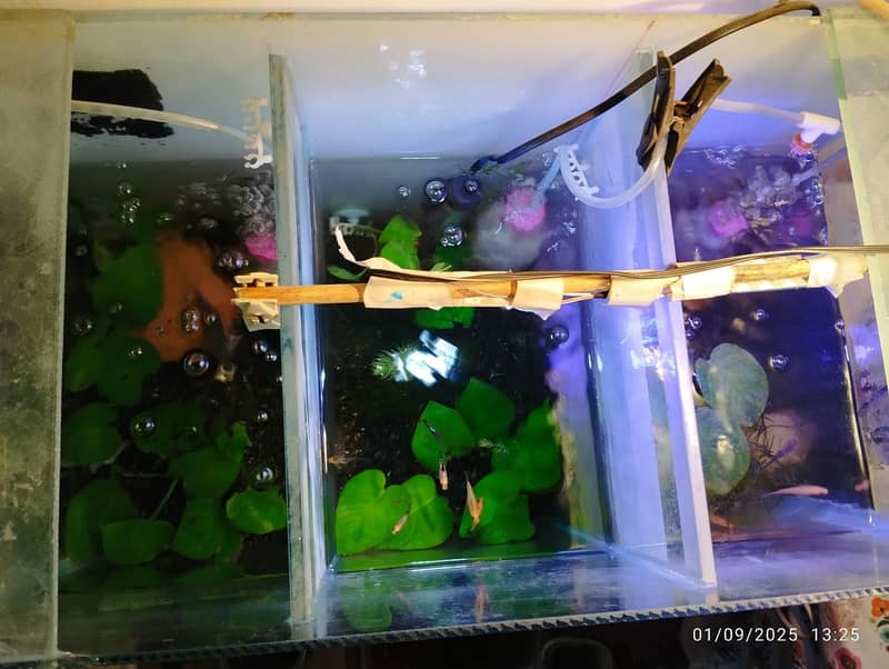 aquarium planted with fishes for sale 4