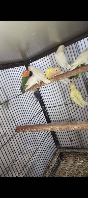 healthy n active nail tail flying full sizes birds 1