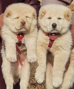 king alabai pair dog Male and female age 2month for sale