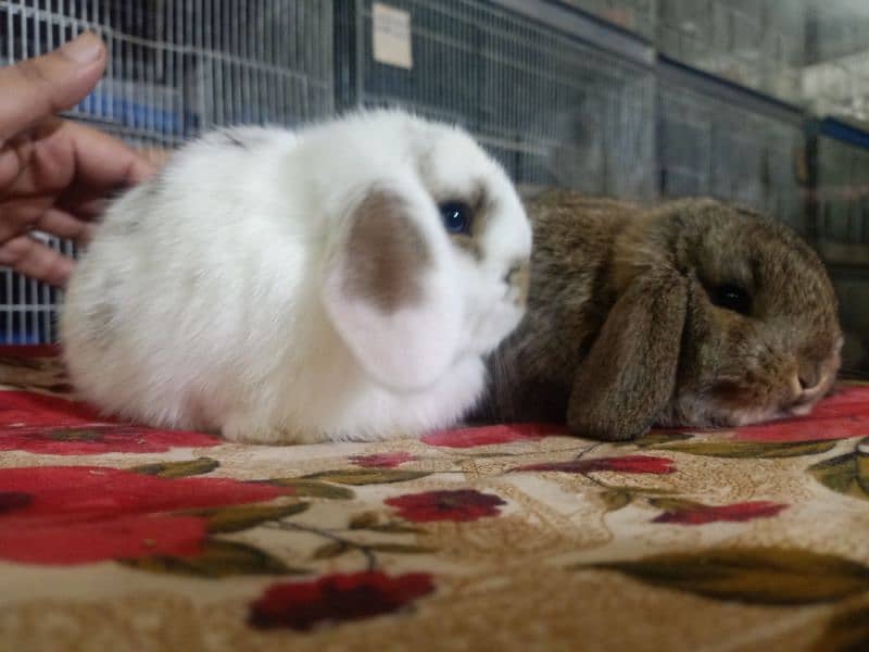 Holland lop German lop rabbit available 0