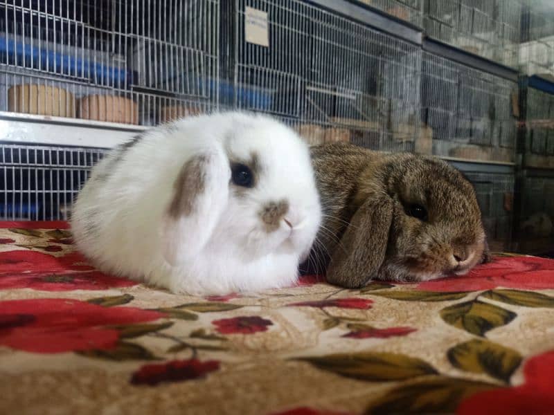 Holland lop German lop rabbit available 1