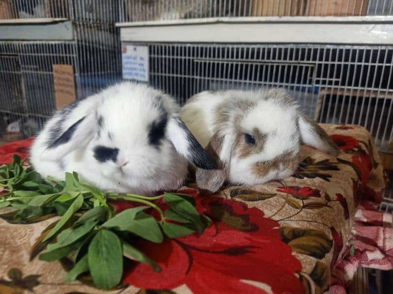 Holland lop German lop rabbit available 5