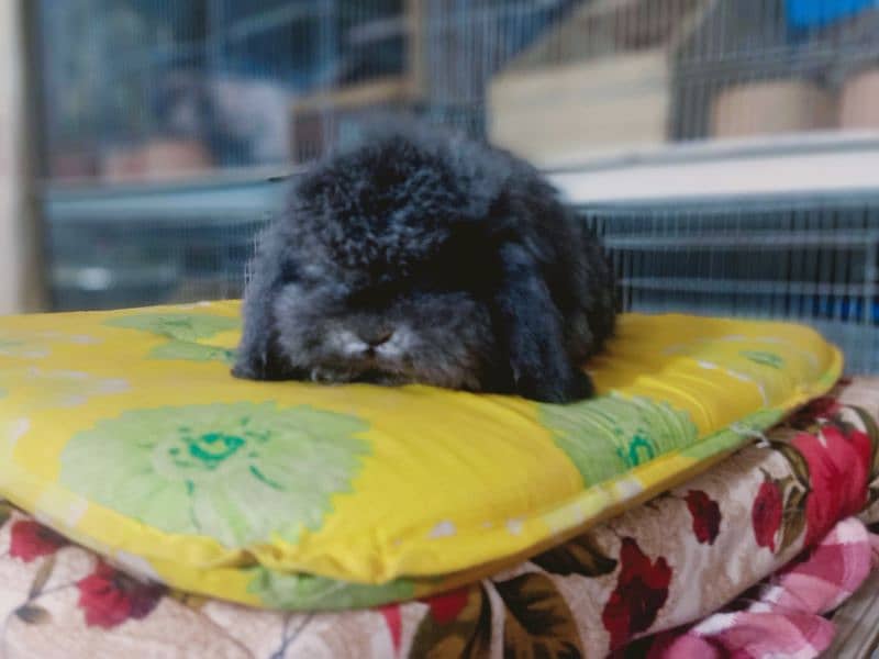 Holland lop German lop rabbit available 9