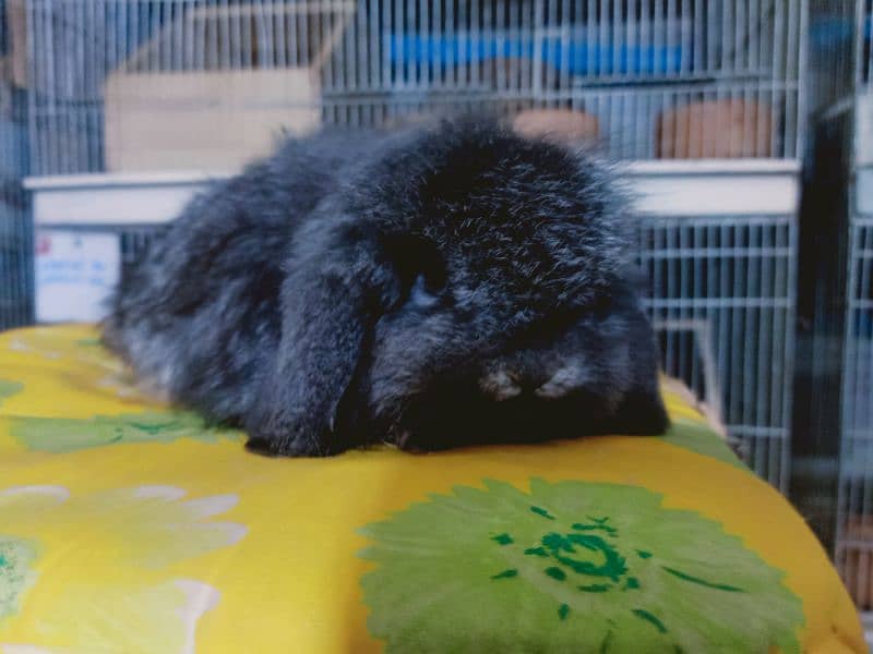 Holland lop German lop rabbit available 10