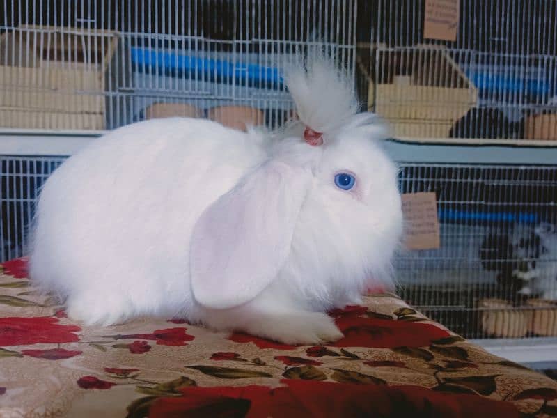 Holland lop German lop rabbit available 11