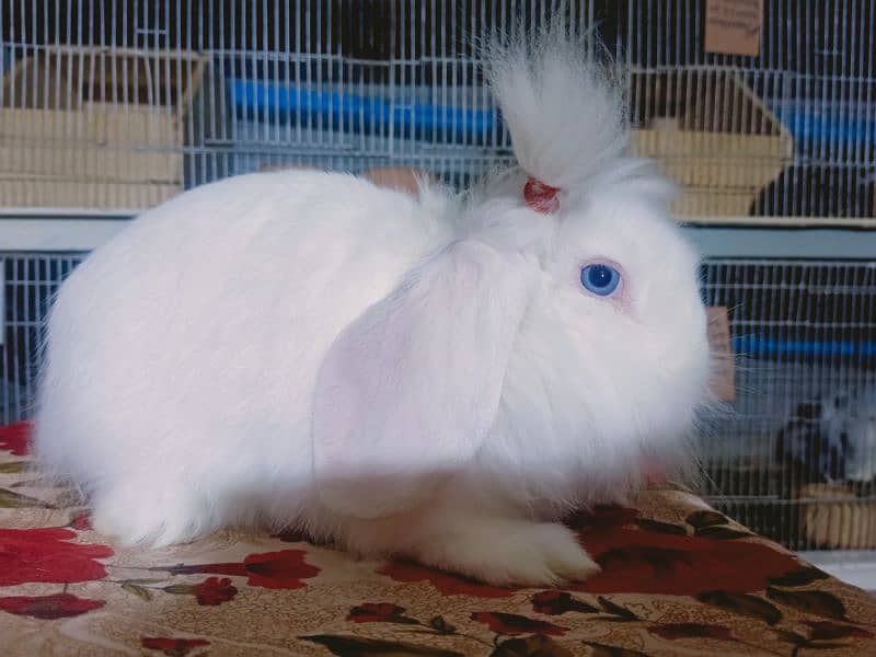 Holland lop German lop rabbit available 12