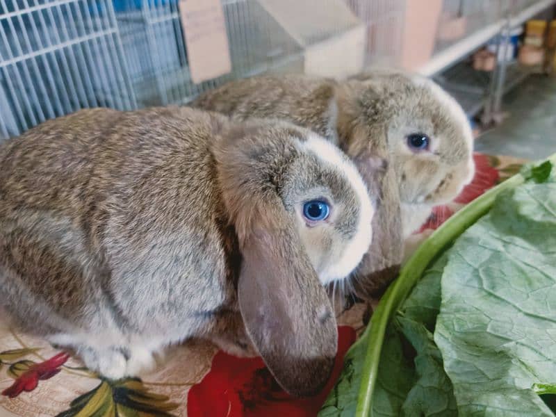 Holland lop German lop rabbit available 13