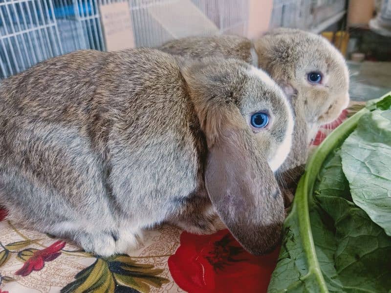 Holland lop German lop rabbit available 14