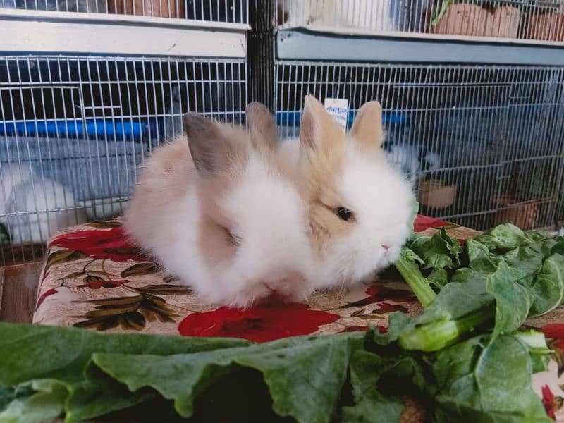 Holland lop German lop rabbit available 15