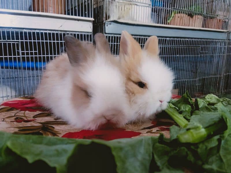 Holland lop German lop rabbit available 16