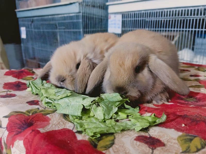 Holland lop German lop rabbit available 17