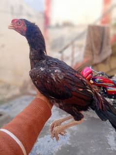 aseel parrot patha