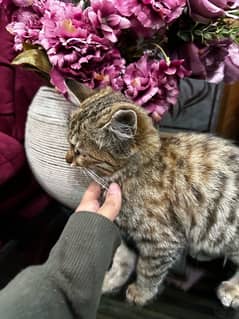 Tabby Kittens FOR SALE