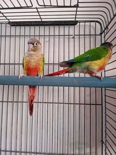 GreenCheek Yellow Sided Conure Males