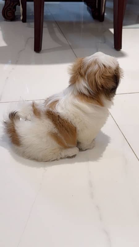 shih tzu puppy urgent sale 1