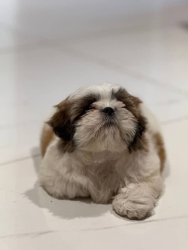 shih tzu puppy urgent sale 3