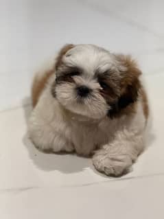 shih tzu puppy urgent sale