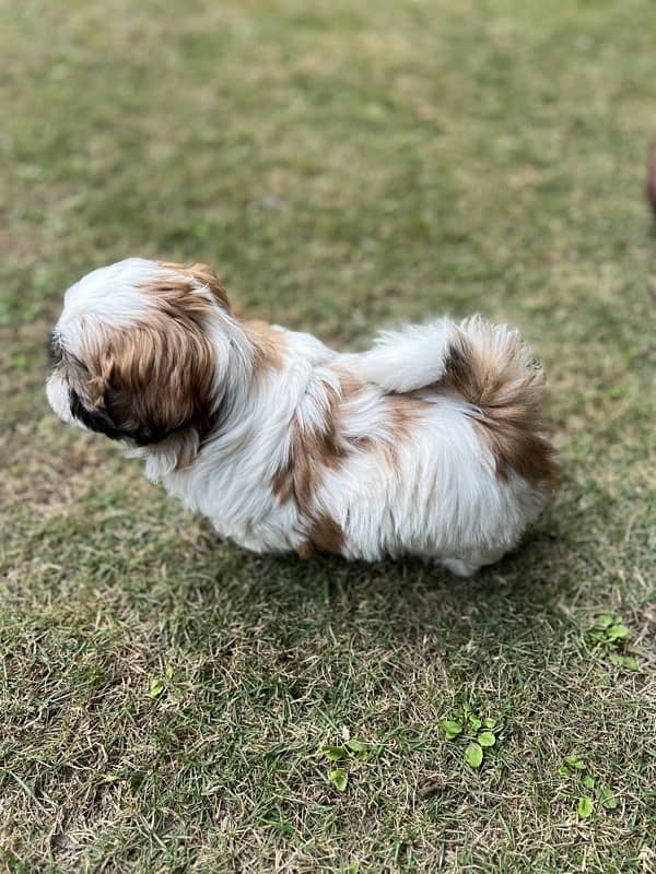 shih tzu puppy urgent sale 4