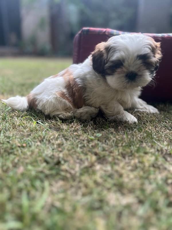 shih tzu puppy urgent sale 5