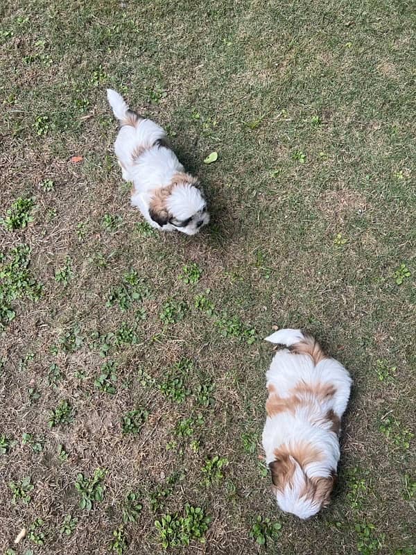 shih tzu puppy urgent sale 6