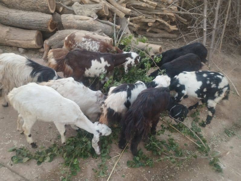 goats for sale 0