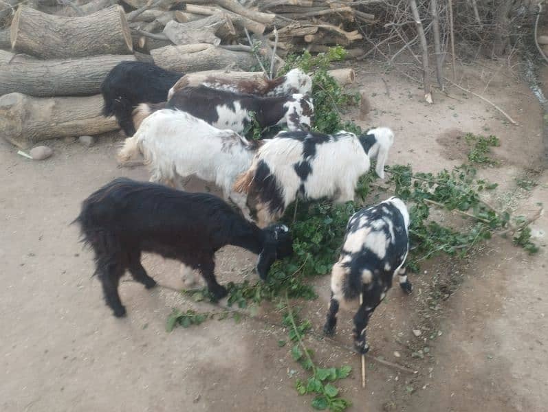 goats for sale 1