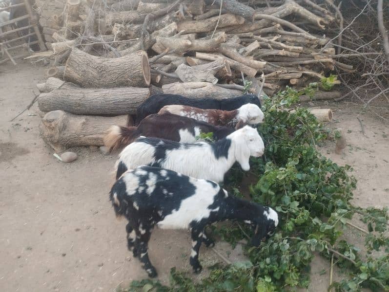 goats for sale 2