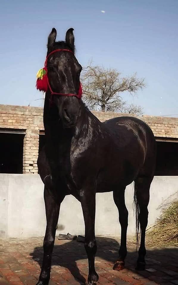 Full BLACK horse Desi+Arabic 0