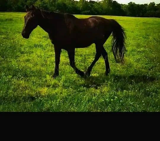 Full BLACK horse Desi+Arabic 2