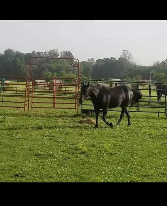 Full BLACK horse Desi+Arabic 3