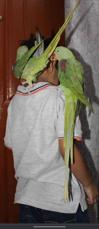 Kashmiri raw parrot for sale 10 to 11 month 0