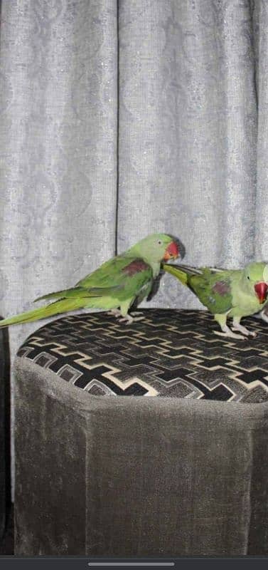 Kashmiri raw parrot for sale 10 to 11 month 1