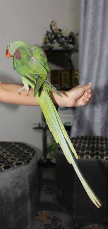 Kashmiri raw parrot for sale 10 to 11 month 2