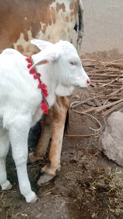 Pure gulabi nukra bachra with cholistan cow