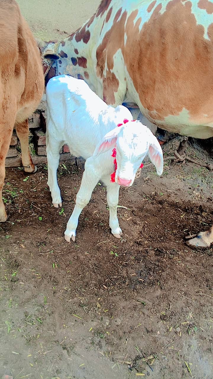 Pure gulabi nukra bachra with cholistan cow 1