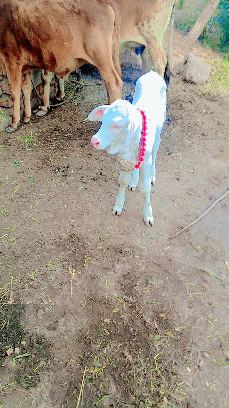 Pure gulabi nukra bachra with cholistan cow 2