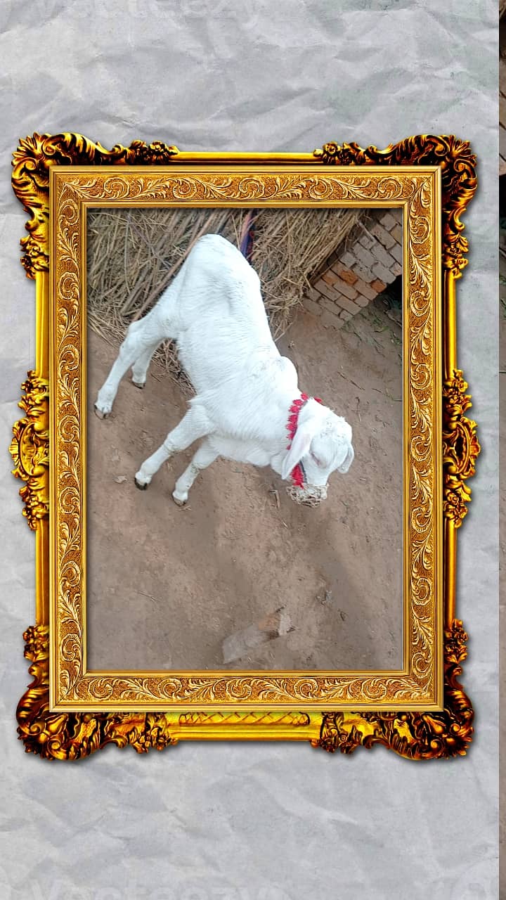 Pure gulabi nukra bachra with cholistan cow 4