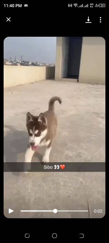 Siberian Husky Double Coat Vaccinated Active Male 0