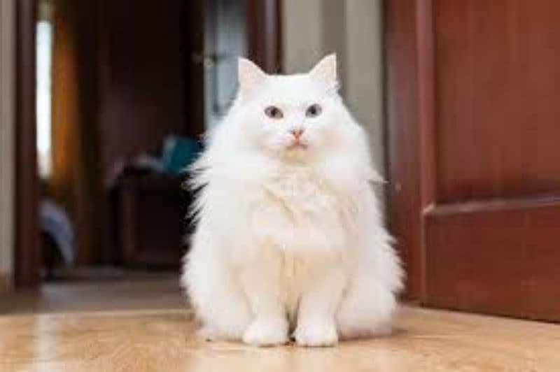 Turkish angora cat long cot argent sale 0