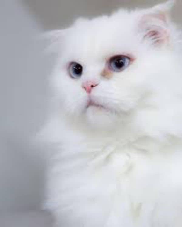 Turkish angora cat long cot argent sale 2