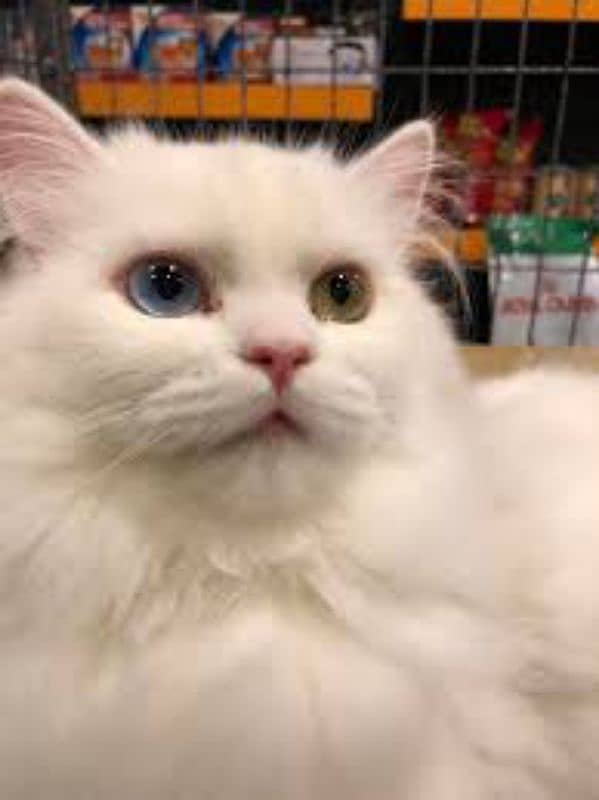 Turkish angora cat long cot argent sale 3