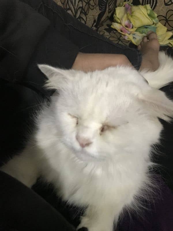 Turkish angora cat long cot argent sale 7