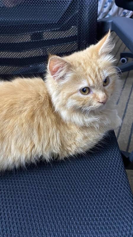 brown Persian cat with fluffy hair 0