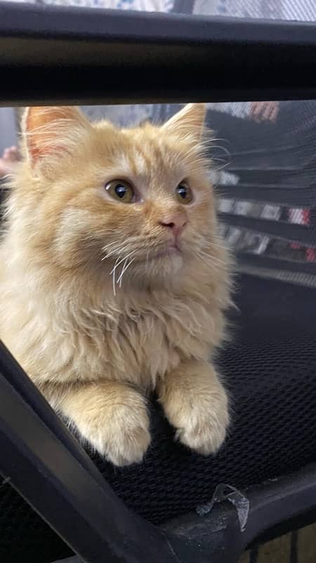 brown Persian cat with fluffy hair 2