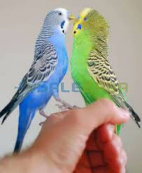 Australian parrot for sale with cage 1