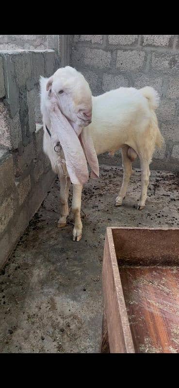 Gullabi pure Bakra 3