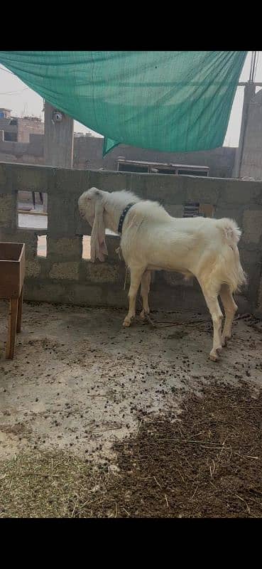 Gullabi pure Bakra 4