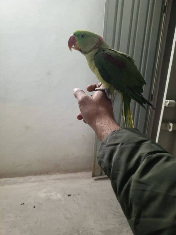 raw parrot hand tame 0